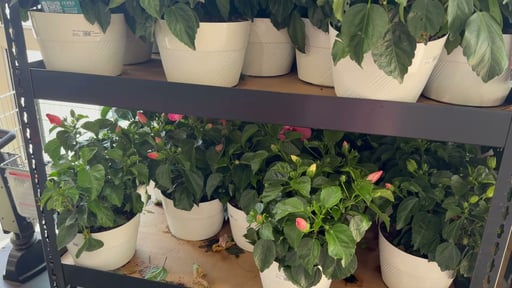 10-Inch Hibiscus in Jupiter Bowl
