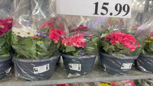 Begonia Tabletop Planter