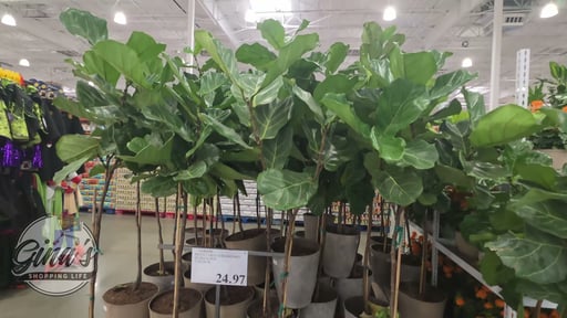 14" Ficus Lyrata Standard 6.5 Gallon/24.66L