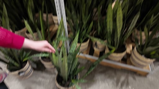 10" Tropical Foliage Snake Plant