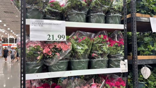 Azalea Hanging Basket 1.3G / 5.2L