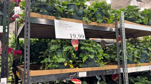 Strawberry Hanging Basket, 12-Inch (3.1 Gallon / 11.7L)