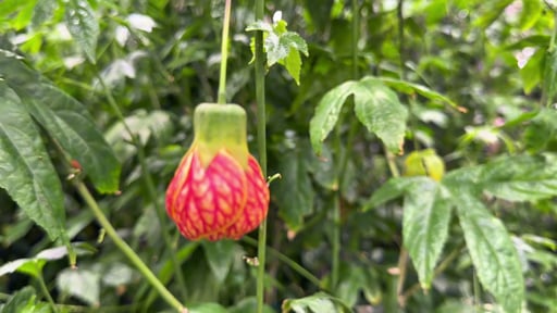 Flowering Maple 3.5 Gallon / 13.1L
