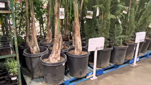 Queen Palm