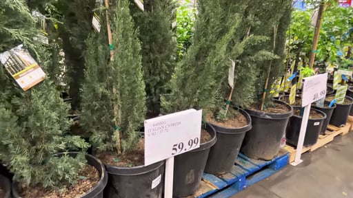 Italian Cypress
