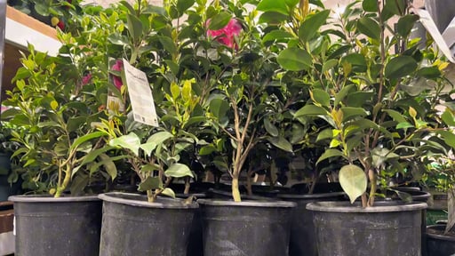 Camellia Assorted Varieties 3.2G / 12L