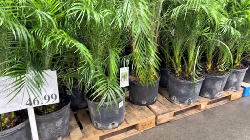 Roebelenii Palm 4.95 Gallon / 18.7L