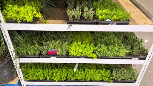 Ground Cover Assorted Varieties 3.5 Gallon / 13.3L
