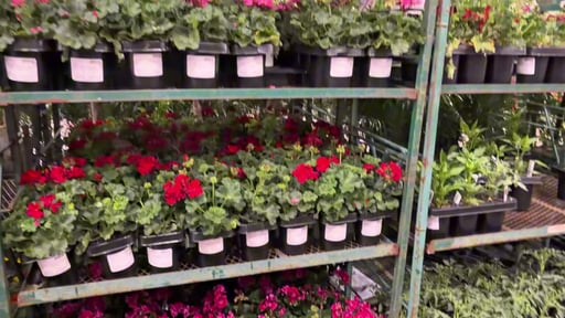 Premium Bedding Plants 3-Pack, Assorted Varieties, 2.5 Qt/2.4L