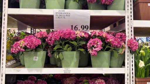 Hydrangea in Deco Pot