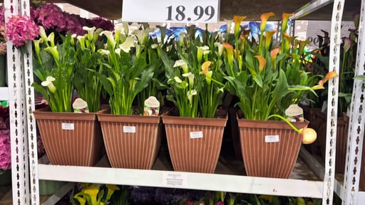 Calla Lily Patio Pot 1.9G/7.2L