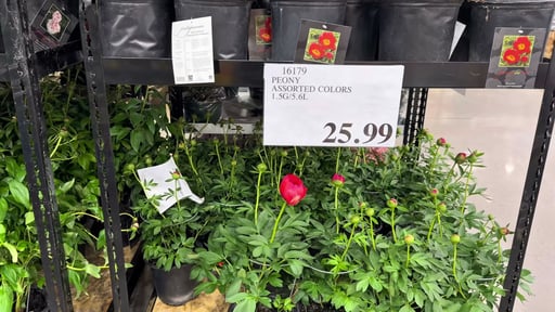 Peony Assorted Colors, 1.5 Gallon (5.6L)