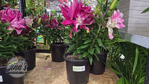 Flowering Shrub Assorted 1.5 Gallon (5.6L)