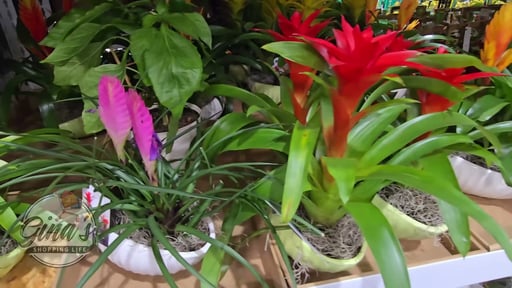 Bromeliad in Ceramic Pot 1.6qt/1.5L