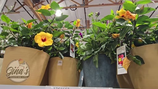 Hibiscus in Deco Pot 4.3 Gal / 16.3L