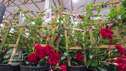 Mandevilla Trellis 2.3 Gallon / 8.8L