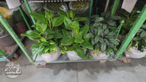 FOLIAGE GARDEN IN GLAZED POT 6G