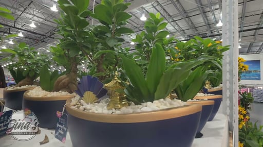 BONSAI GARDEN IN CERAMIC POT 91OZ