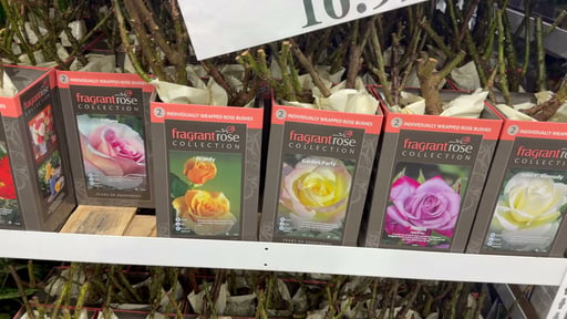 Bareroot Roses 1 Gallon 2 Pack