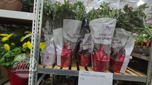 Braided Azalea Tree