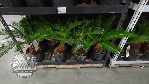 Sago Palm Tree