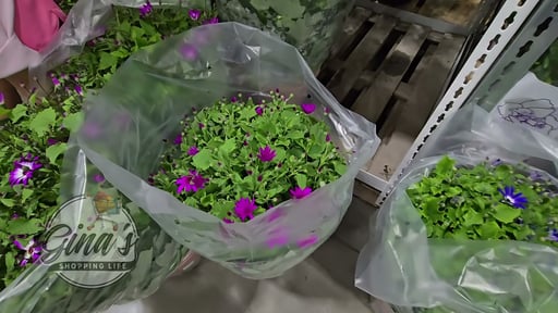 Pericallis Assorted Varieties