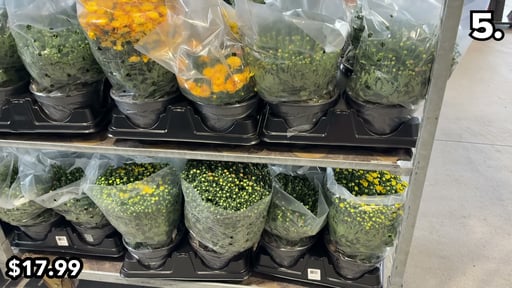 Mums 8" Multi Pack (4 Pack)