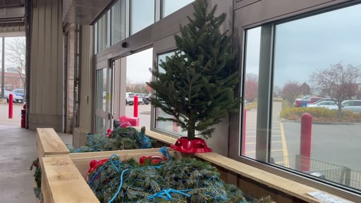 Fraser Fir Table Top Tree