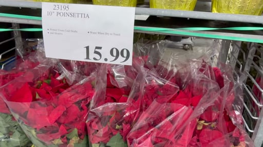 10" Poinsettia 1.81 Gal/6.85L