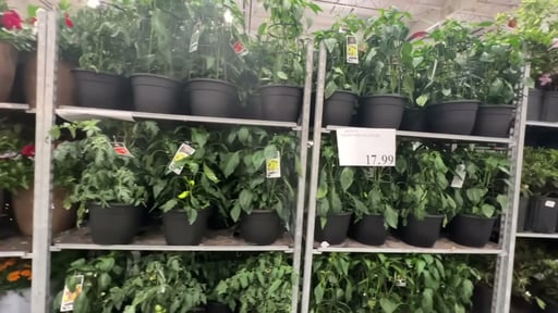13" Vegetable Planter Assorted Varieties