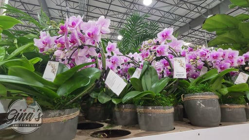 Double Wave Orchid Garden, 16 oz