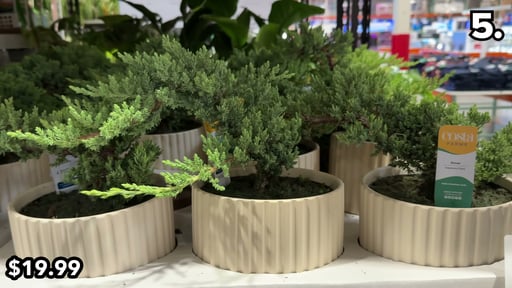 6" Bonsai in Ceramic Pot