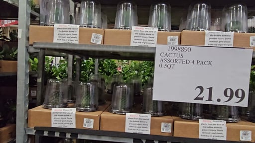 Assorted Cactus 4-Pack, 0.5 Qt