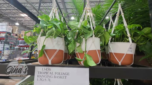 Tropical Foliage Hanging Basket 1.5G