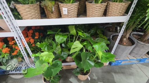 Tropical Foliage in Basket 3.75 Quart