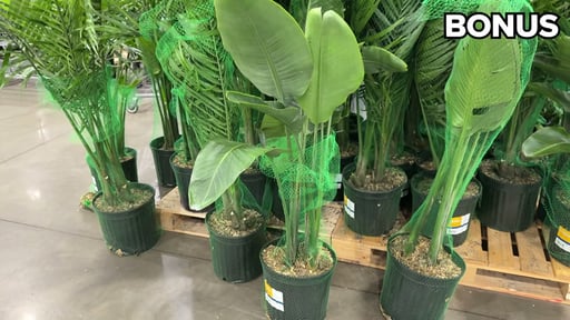 12" Tropical Foliage Assortment, 4.79 Gallon / 18.13 Liter