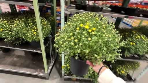 Mums 8" Multi Pack (4 Pack)