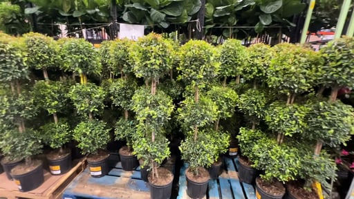 10" Topiary