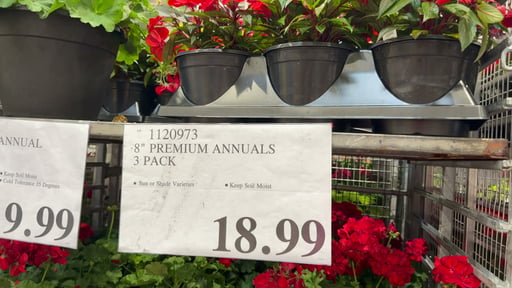 8" Premium Annuals 3-Pack