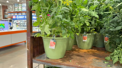 13" Vegetable Planter Assorted Varieties