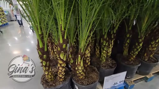 Roebelenii Palm 4.95 Gallon / 18.7L