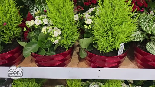 Holiday Winter Garden Planter
