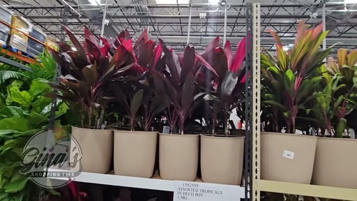 Assorted Tropicals in Deco Pot, 4.3 Gallon/16.3L