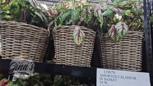 Assorted Caladium in Basket