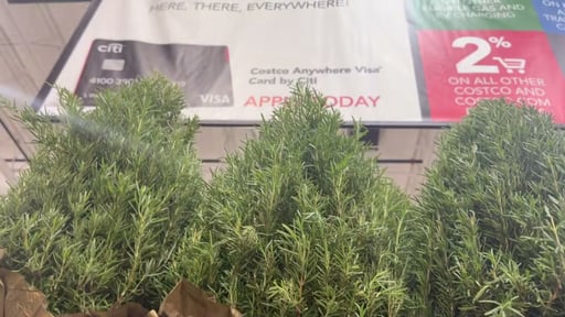 8.5" Rosemary Cone