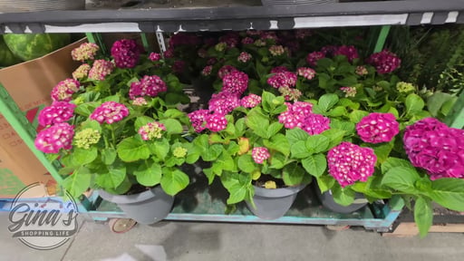 Assorted Hydrangea 2.25 Gallon (8.5L)
