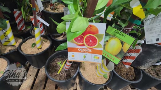 Citrus Tree Assorted Varieties 3.2G / 12.1L