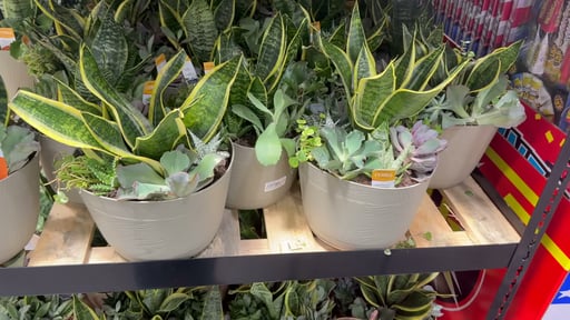1.5 Gallon Succulent Bowl