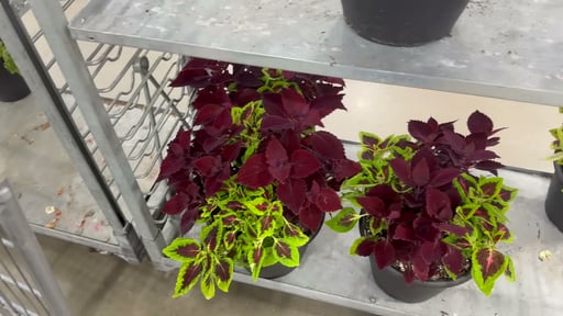 12" Summer Annuals