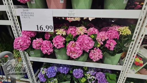 Hydrangea in Deco Pot, 8" (0.72 Gal / 5.9L)